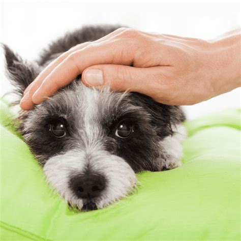 Tipos Síntomas Y Prevención De La Hepatitis Canina Smylepets