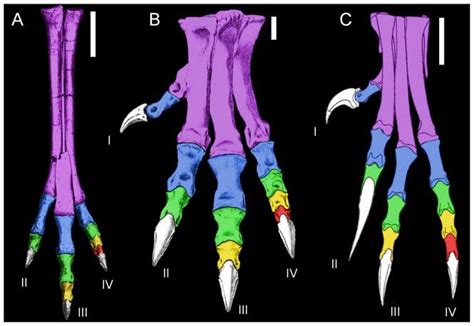 Variation In Foot Proportions Consistent With Cursoriality Or Grasping
