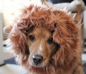 If it is a small mushroom you can throw them in the pan whole. Lion Mane Dog Costume Version 2 - Needles and Know How
