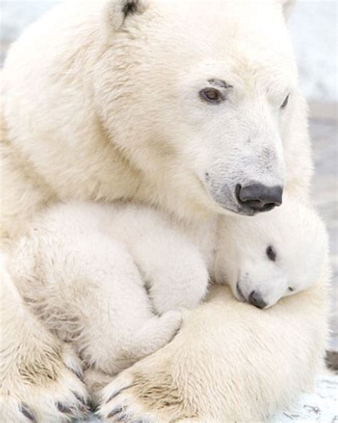Wow The Polar Bear Mom Is Sooo Beautiful Osos Polares Bebés Osos