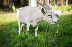 goat grazing (2) - Farminence