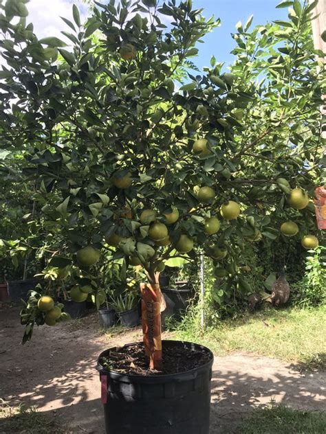 Late winter is optimal for warmer climates that have an early spring. Fruit trees for Sale in Miami, FL - OfferUp