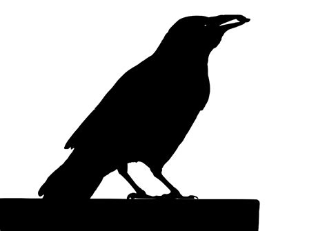 Svg Bird Bill Raven Eat Free Svg Image And Icon Svg Silh