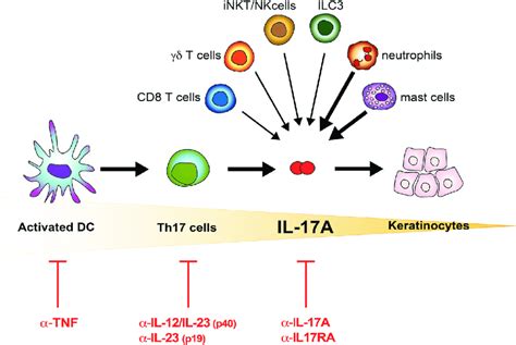 Il 17a In The Pathogenesis Of Psoriasis Schematic Representation Of