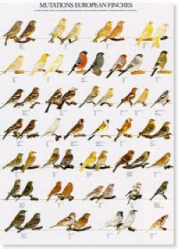 Da haben wir zum beispiel den distelfink. Prachtfinken- und Koi-Zentrum Köln - Europäische Finken ...