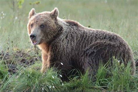 European Brown Bear Focusing On Wildlife