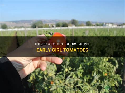 The Juicy Delight Of Dry Farmed Early Girl Tomatoes Shuncy