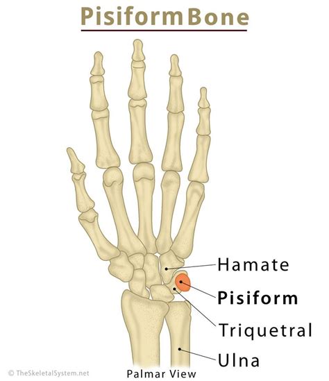 Pisiform Bone Definition Location Anatomy Functions And Diagram