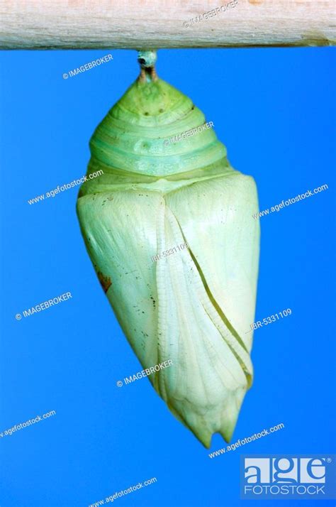 Morpho Butterfly Pupa Blue Fritillary Peleides Blue Morpho Morpho