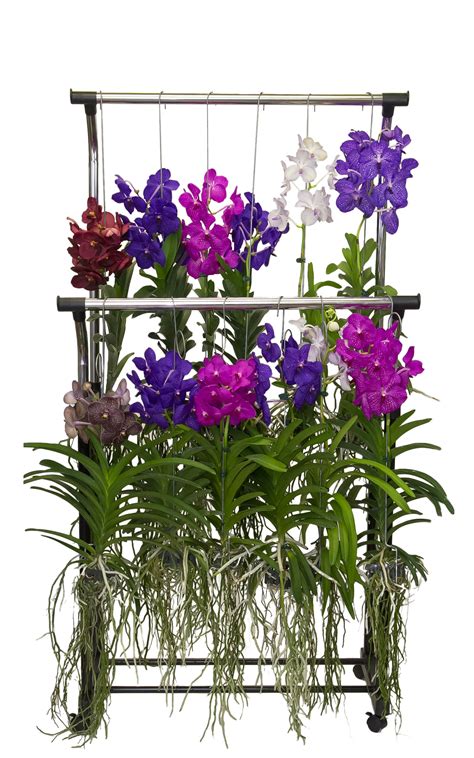 Vanda Orchids Silver Vase Orchids