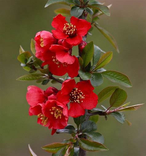 Red Flowering Quince Cydonia Japonica Rubra By Rwolfert Via Flickr