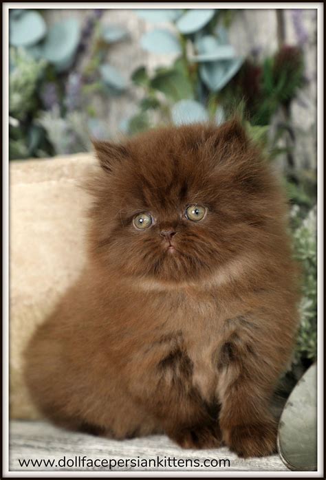 Doll Face Persian Kittens Chocolate Persian Kitten