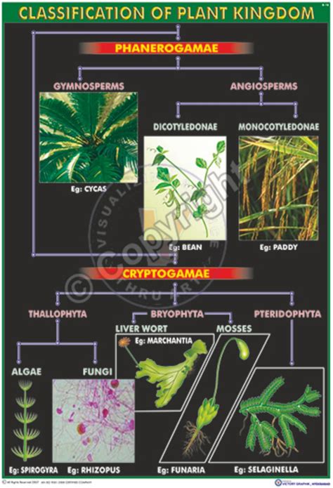Victory Graphik B 18 Plant Kingdom Classification