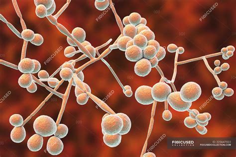 Digital Illustration Of Yeast And Hyphae Stages Of Candida Albicans