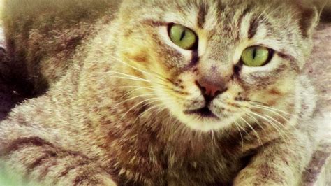 Animal Cat Desktop Background Pic | HD Wallpapers