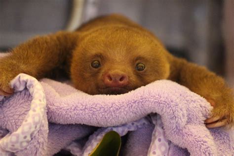 Sloths Pictures Are Super Cute Sharesloth