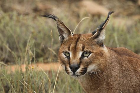 When we consider the most hazardous wild creatures, the picture that shapes in our brain would be that of an animal with grinding teeth, penetrating hooks and with risky homicidal eyes. caracal - Wiktionary