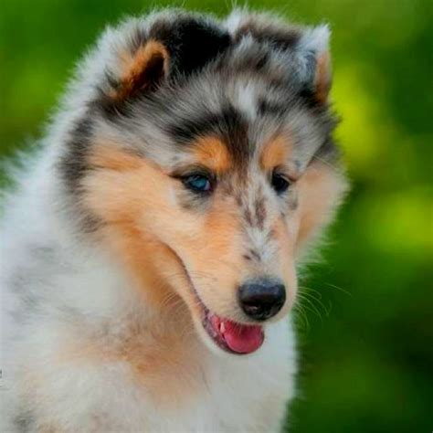 Blue Merle Smooth Coat Collie Puppy Rough Collie Puppy Collie