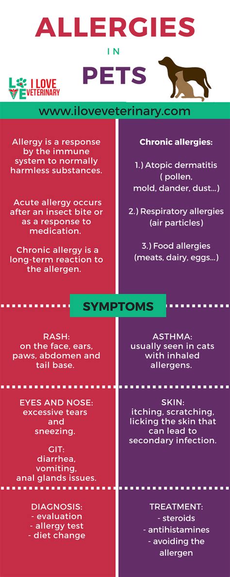 Summer Season Allergies In Dogs Symptoms Causes