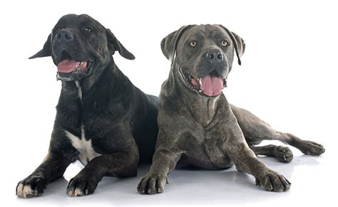 Generally, show quality puppies are sold for $2,300 to $6,000. Cane Corso Price - How Much Do They Cost? - My Dog's Name