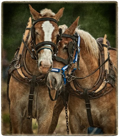 Dan Routh Photography A Pair Of Belgians