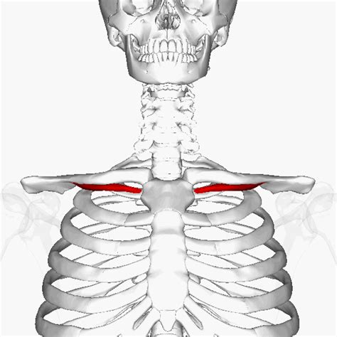 Subclavius Muscle Animation The Subclavius Is A Small Triangular