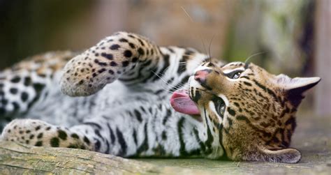 Wallpaper Portrait Wildlife Baby Switzerland Nikon Big Cats Zoo Leopard Yawning