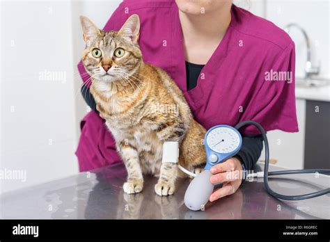 Veterinary Doctor Checking Blood Pressure Of A Cat Stock Photo Alamy