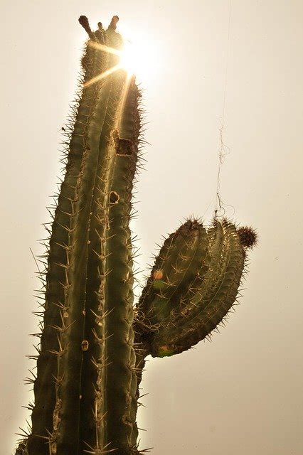 Cactus Sun Desert