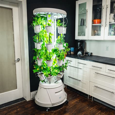 Six Indoor Hydroponic Gardens For Growing Your Own Fruits And Veggies