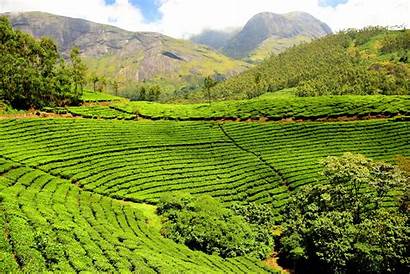 Tea India Plantations Plantation Tourism