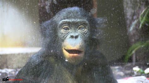 98,5% genetische übereinstimmung mit uns menschen! Zerbissener Bonobo Affe Bili im Wuppertaler Zoo | 2019 ...