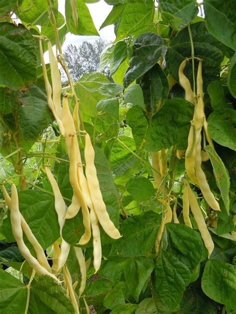 Sow 2.5 cm (1″) deep and 8 cm (3″) apart in rows spaced 45 to 70 cm (18 to 28″) apart. Heirloom Bean 'Goldmarie' Romano Snap Pole Bean | Bean ...