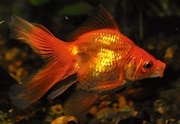 Types of Goldfish for Aquariums and Ponds - A Guide