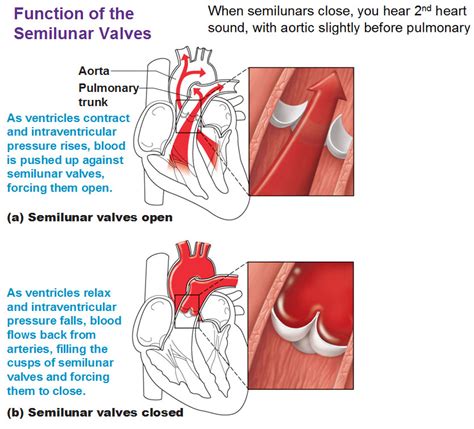 Heart Anatomy Chambers Valves And Vessels Anatomy Physiology