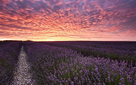 Hd Wallpaper Field With Lavender Lavender Field Sunset Landscape