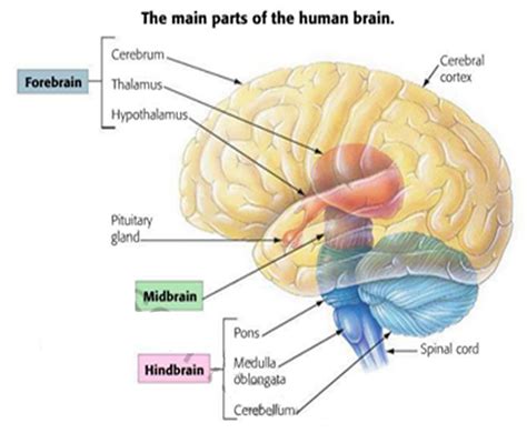 Anatomy And Physiology Central Nervous System Brain A Vrogue Co