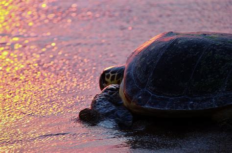 Hawksbill sea turtle swimming underwater. Loggerhead sea turtle essay - bibliographyquizlet.x.fc2.com