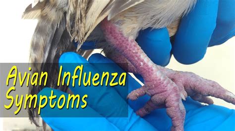 Avian Flu Clinical Signs Bird Flu Symptoms In Backyard Chicken