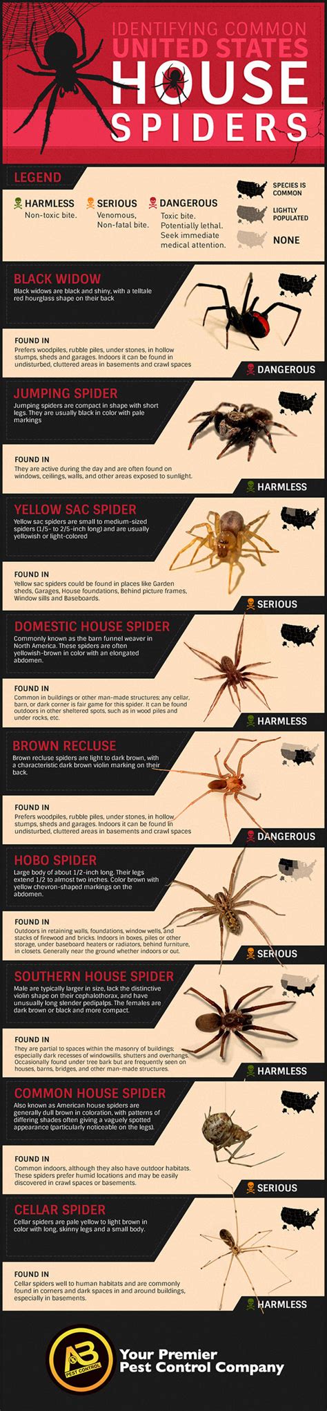 How To Identify Common Poisonous Spiders In Your Home