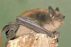 Demystifying sounds from bats and mice - StAlbertGazette.com