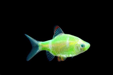 Glofish Electric Green Globarb Рыбки Nano Fish