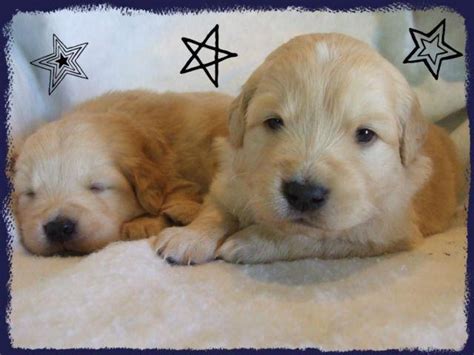 The undercoat is soft and thick while the outer coat is longer and may be feathered, wavy, or flat. Stunning English Cream / Golden Retriever Puppies 2 males ...