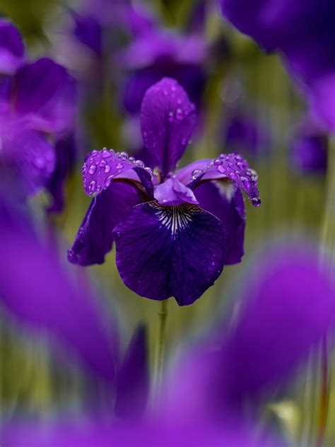 What Is The Symbolic Meaning Of The Iris Flower — Amanda Linette Meder