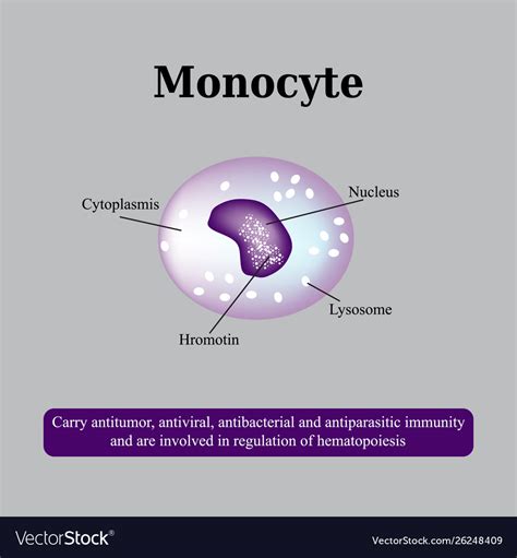 Anatomical Structure Monocytes Blood Cells Vector Image