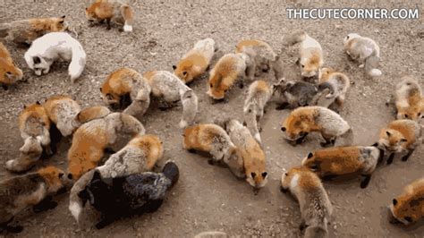 Fox Cute Animals  Find And Share On Giphy