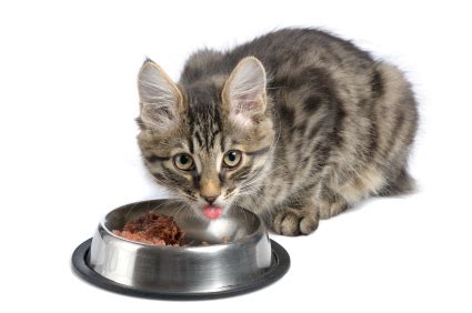 Most mother cats will suckle their kittens until about eight weeks of age. Why Do Cats Act Like Their Food Bowl Is Empty? | VetDepot Blog