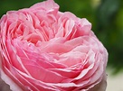 Rose Pierre de Ronsard photo et image | natur, pflanzen, fleurs Images ...