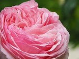 Rose Pierre de Ronsard photo et image | natur, pflanzen, fleurs Images ...