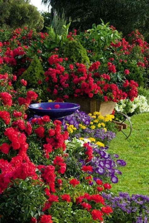 Landscape Design Garden Rose